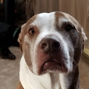 Meet your Posher, Nikki